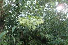 Cestrum nocturnum